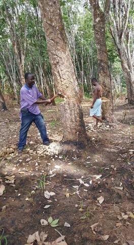 Pastor Jackson visits Liberia and with the help of family and a few friends, purchases land in Mount Barclay for the current orphanage and school.